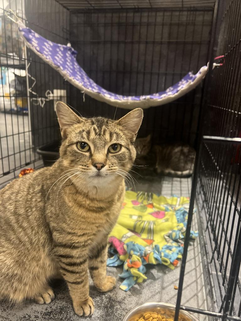 Enlarge Crystal, a Adoptable mixed breed in St. Cloud, MN image 1/1