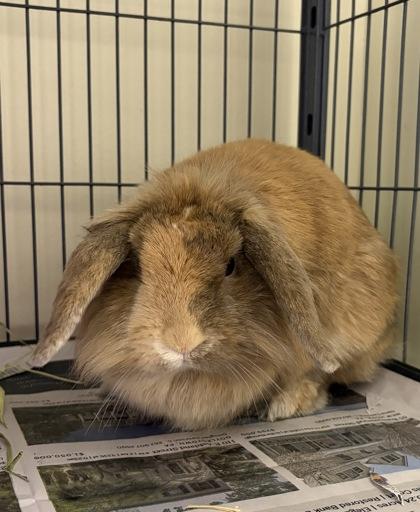 Caramel, a Adoptable mixed breed in Quakertown, PA image 1/2