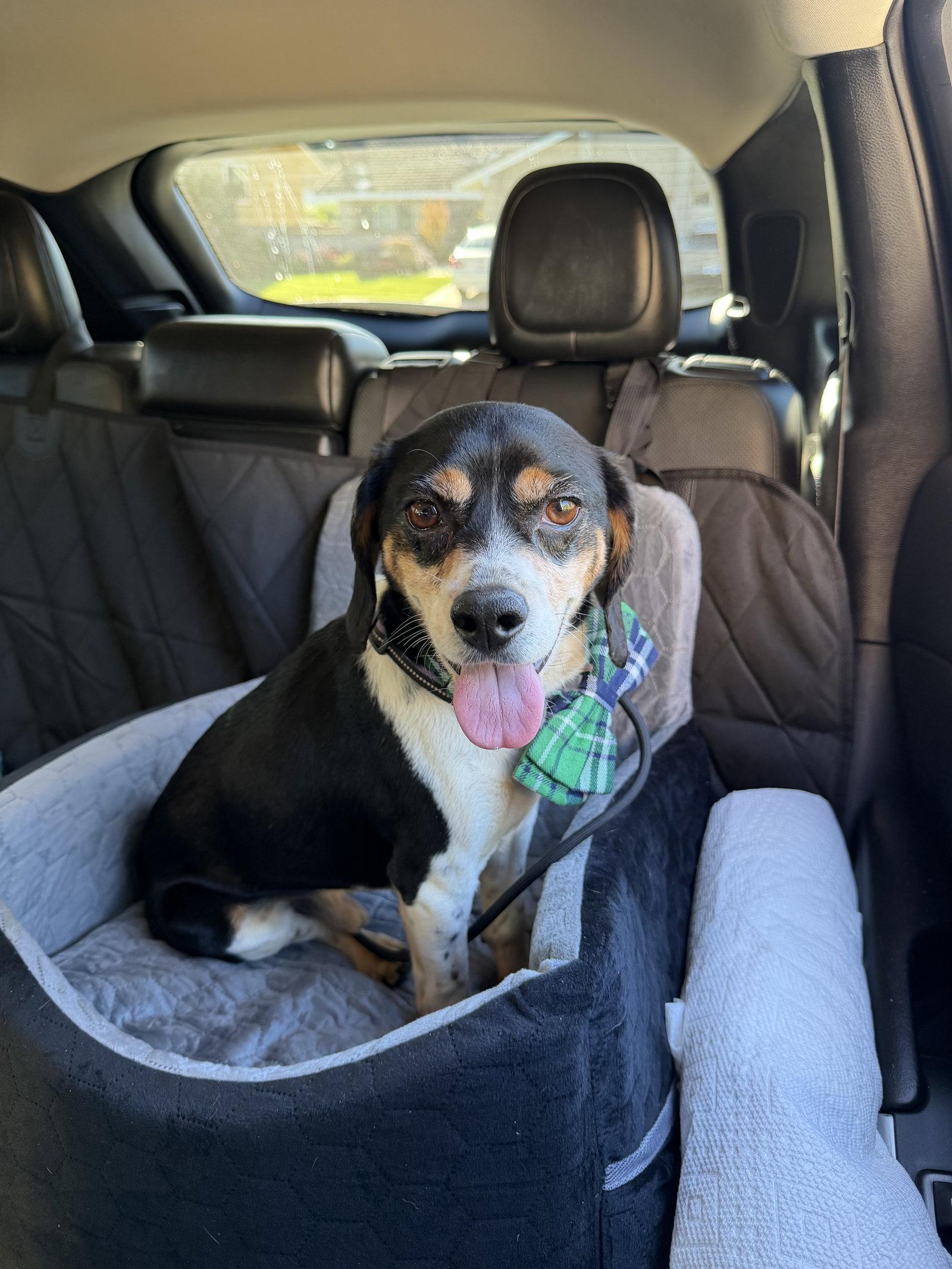 Jeepers, Adoptable, Adult Male Beagle.