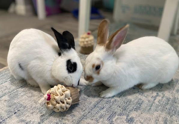 Nibbles & Jackson, an adopted Bunny Rabbit in Bishopville, SC image 1/4