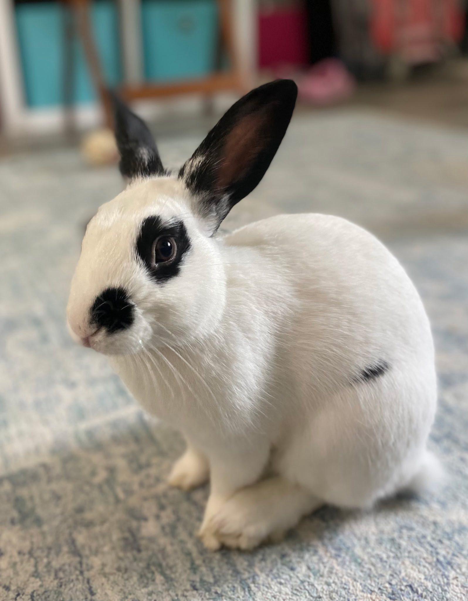 Nibbles & Jackson, an adopted Bunny Rabbit in Bishopville, SC image 4/4