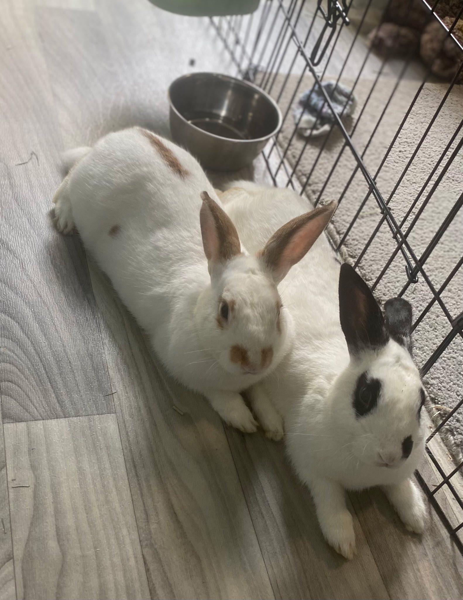 Nibbles & Jackson, an adopted Bunny Rabbit in Bishopville, SC image 2/4