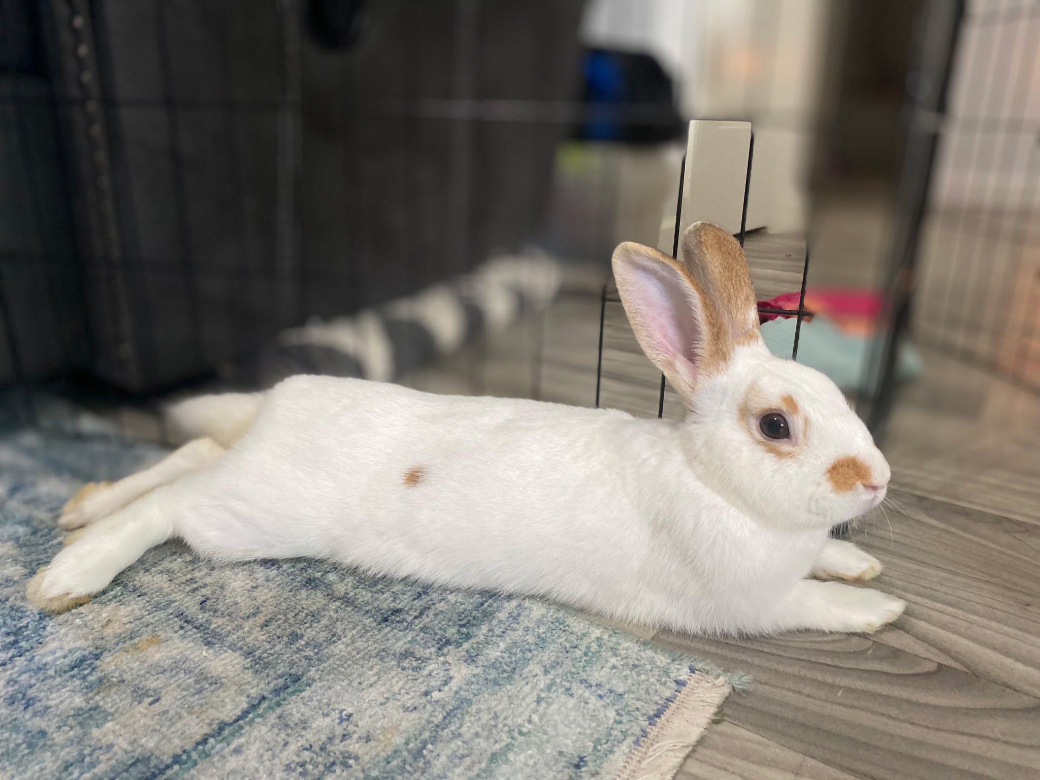 Nibbles & Jackson, an adopted Bunny Rabbit in Bishopville, SC image 3/4