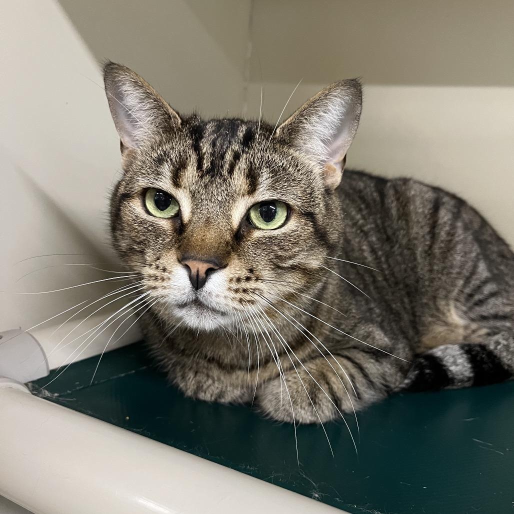 Potsticker thumbnail 3