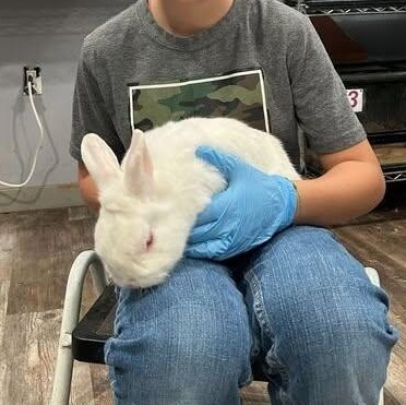 CJ Rabbits 1-4, Adoptable, Adult Female Florida White.
