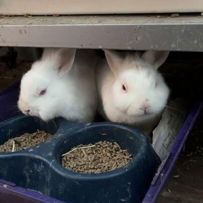 Enlarge CJ Rabbits 1-4, a Adoptable Florida White in CHARLOTTE, NC image 4/4