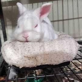Enlarge CJ Rabbits 1-4, a Adoptable Florida White in CHARLOTTE, NC image 3/4