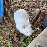 Enlarge CJ Rabbits 1-4, a Adoptable Florida White in CHARLOTTE, NC image 2/4