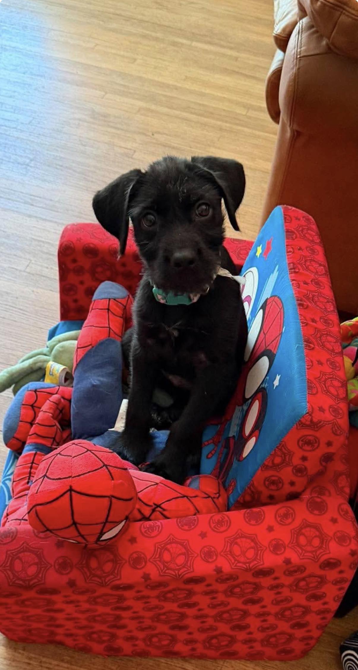Eclair, Adopted, Young Female Schnauzer.