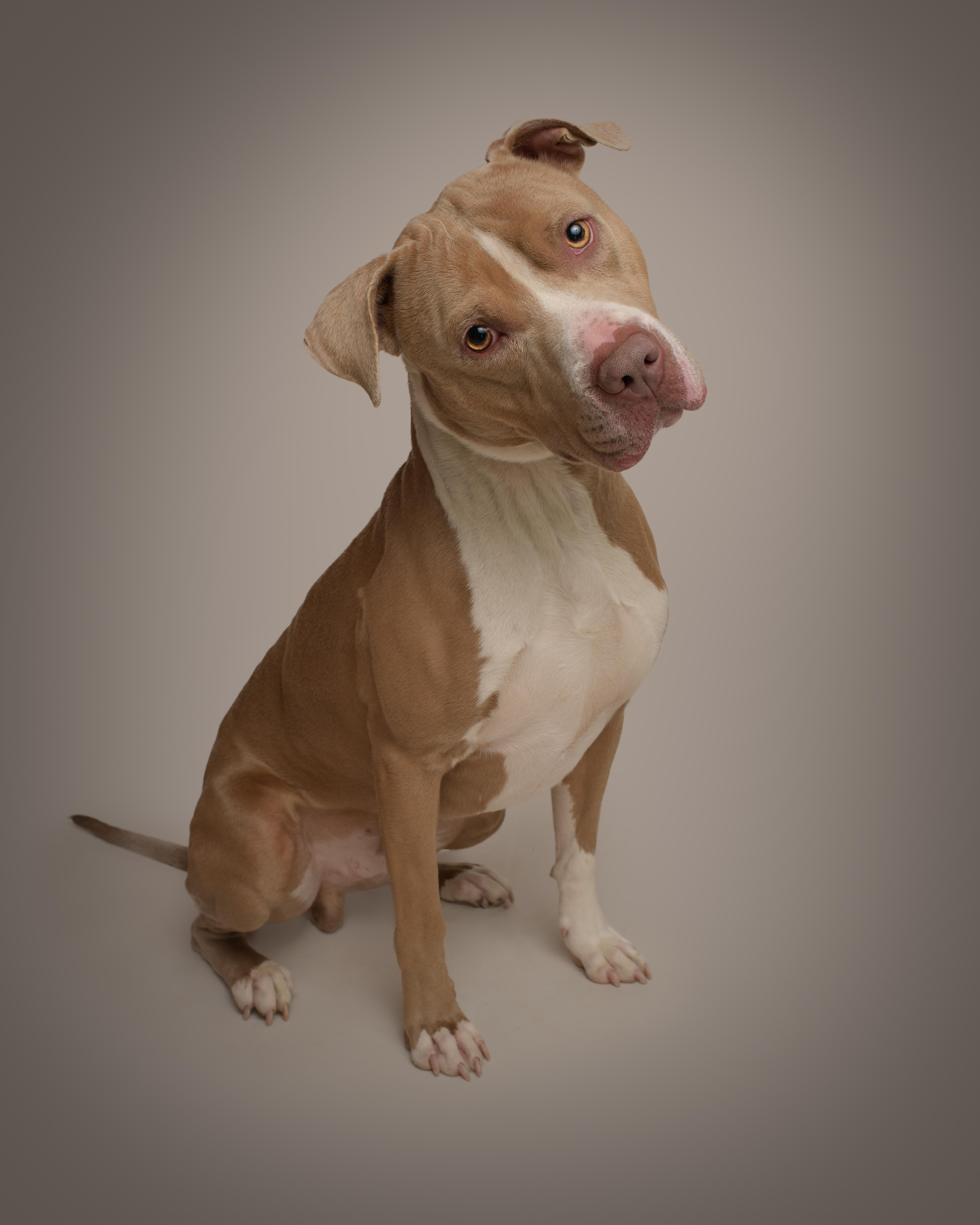 Bronco, a Adoptable Pit Bull Terrier in AQUEBOGUE, NY image 1/2