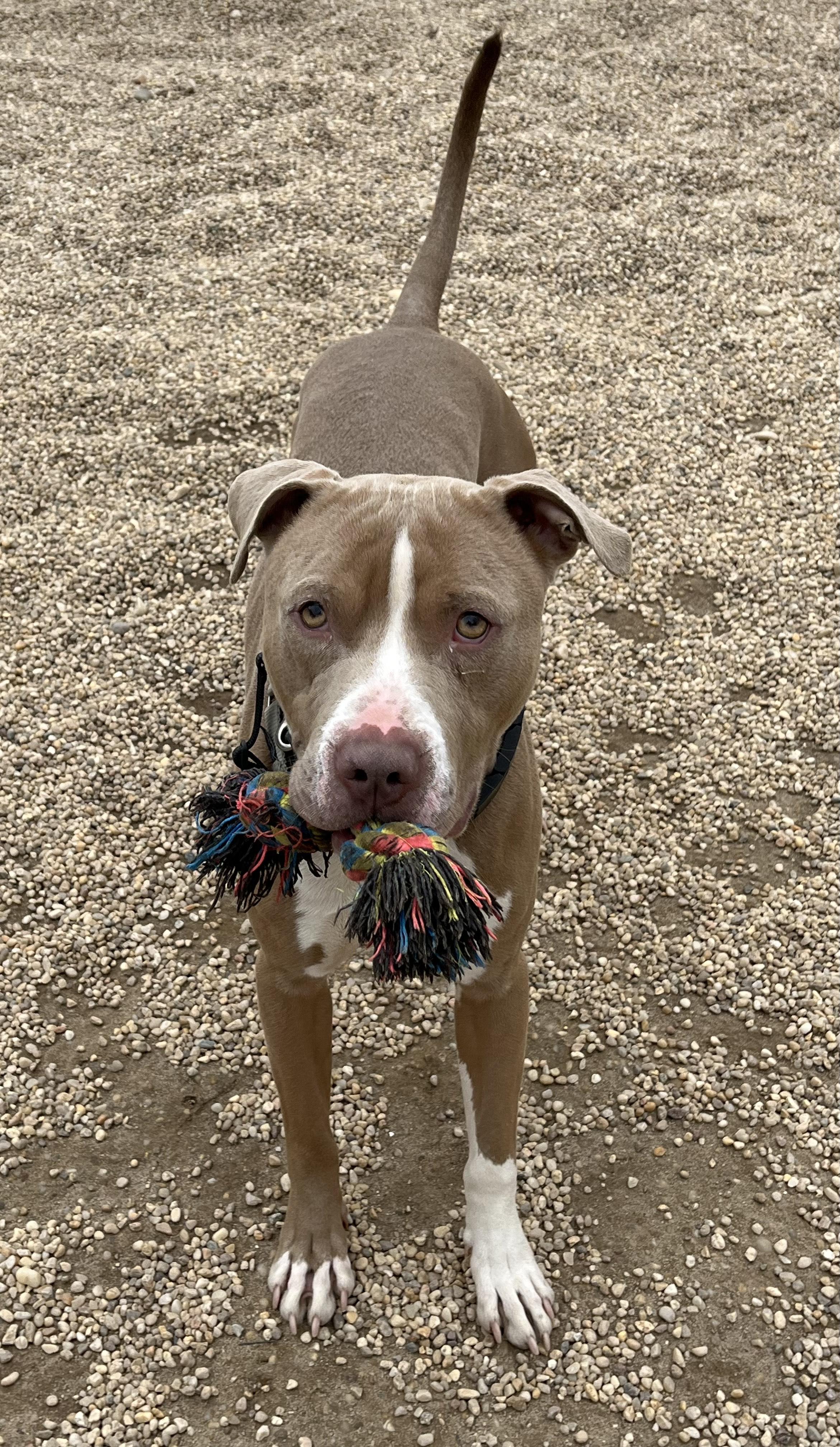 Bronco, a Adoptable Pit Bull Terrier in AQUEBOGUE, NY image 2/2