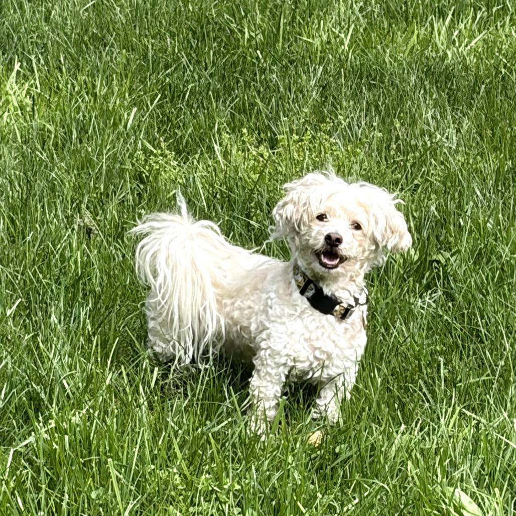 Enlarge Diego, a Adoptable Mixed Breed in Rockville, MD image 1/6