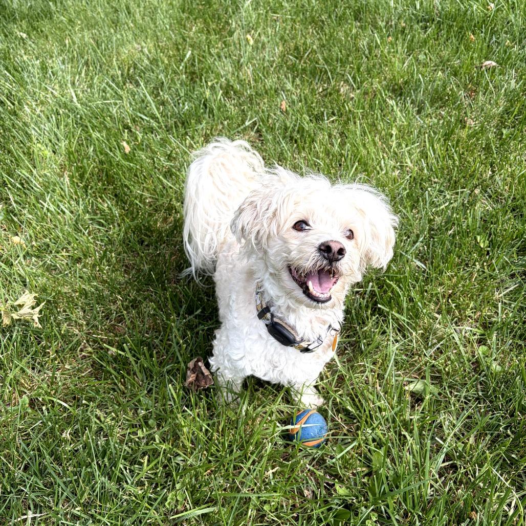 Enlarge Diego, a Adoptable Mixed Breed in Rockville, MD image 2/6