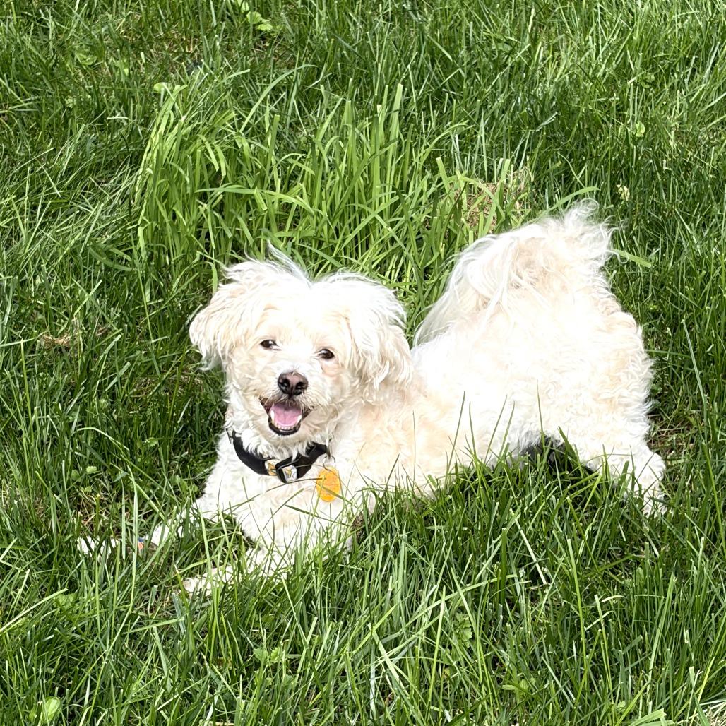 Enlarge Diego, a Adoptable Mixed Breed in Rockville, MD image 3/6
