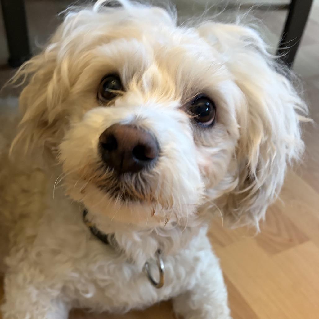 Enlarge Diego, a Adoptable Mixed Breed in Rockville, MD image 5/6