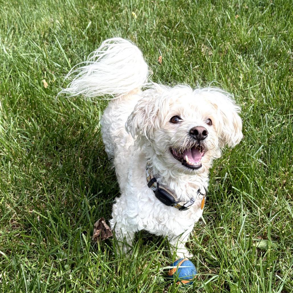 Enlarge Diego, a Adoptable Mixed Breed in Rockville, MD image 6/6