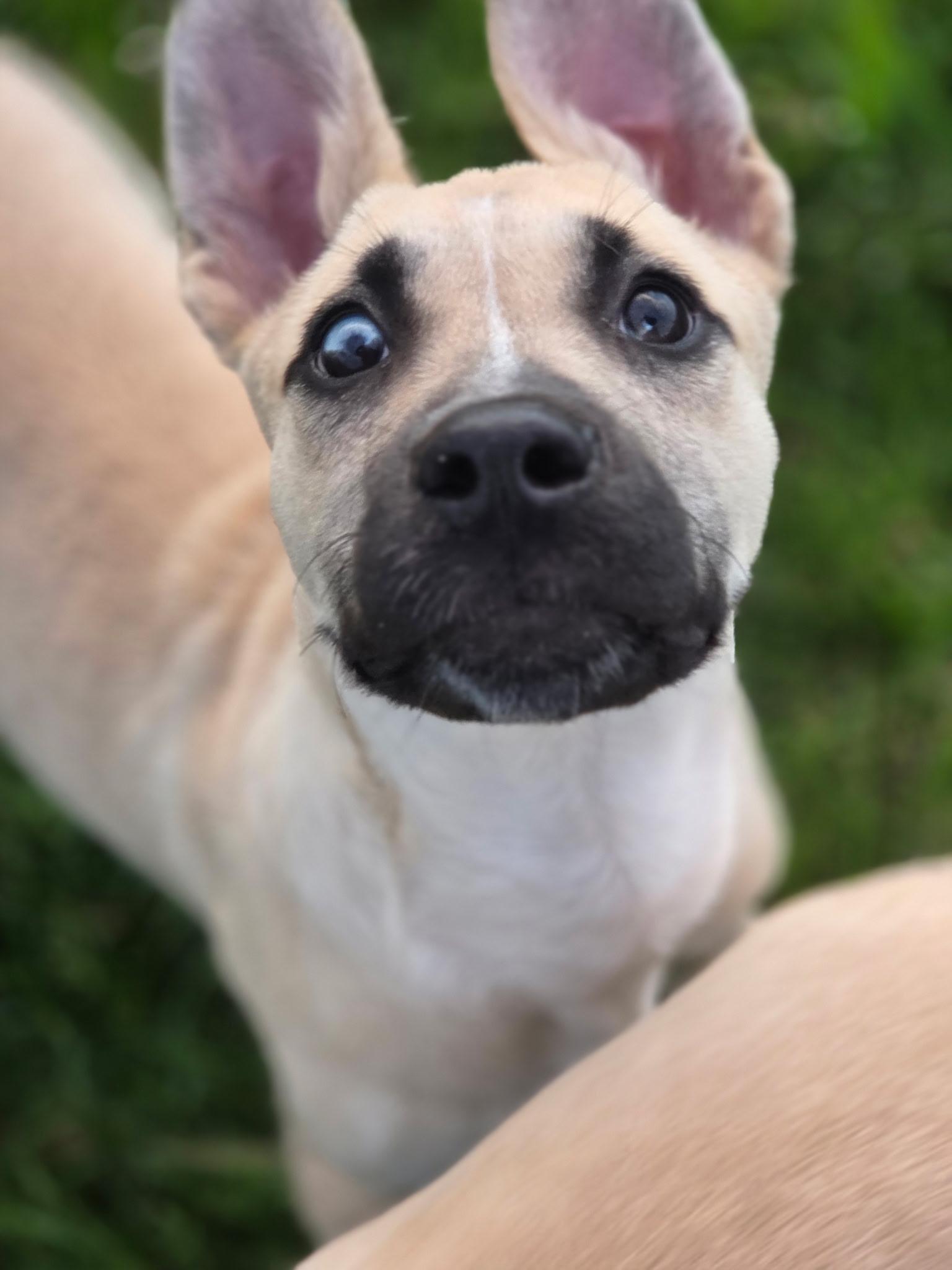 Tony, ADOPTABLE, Puppy Male Mixed Breed.