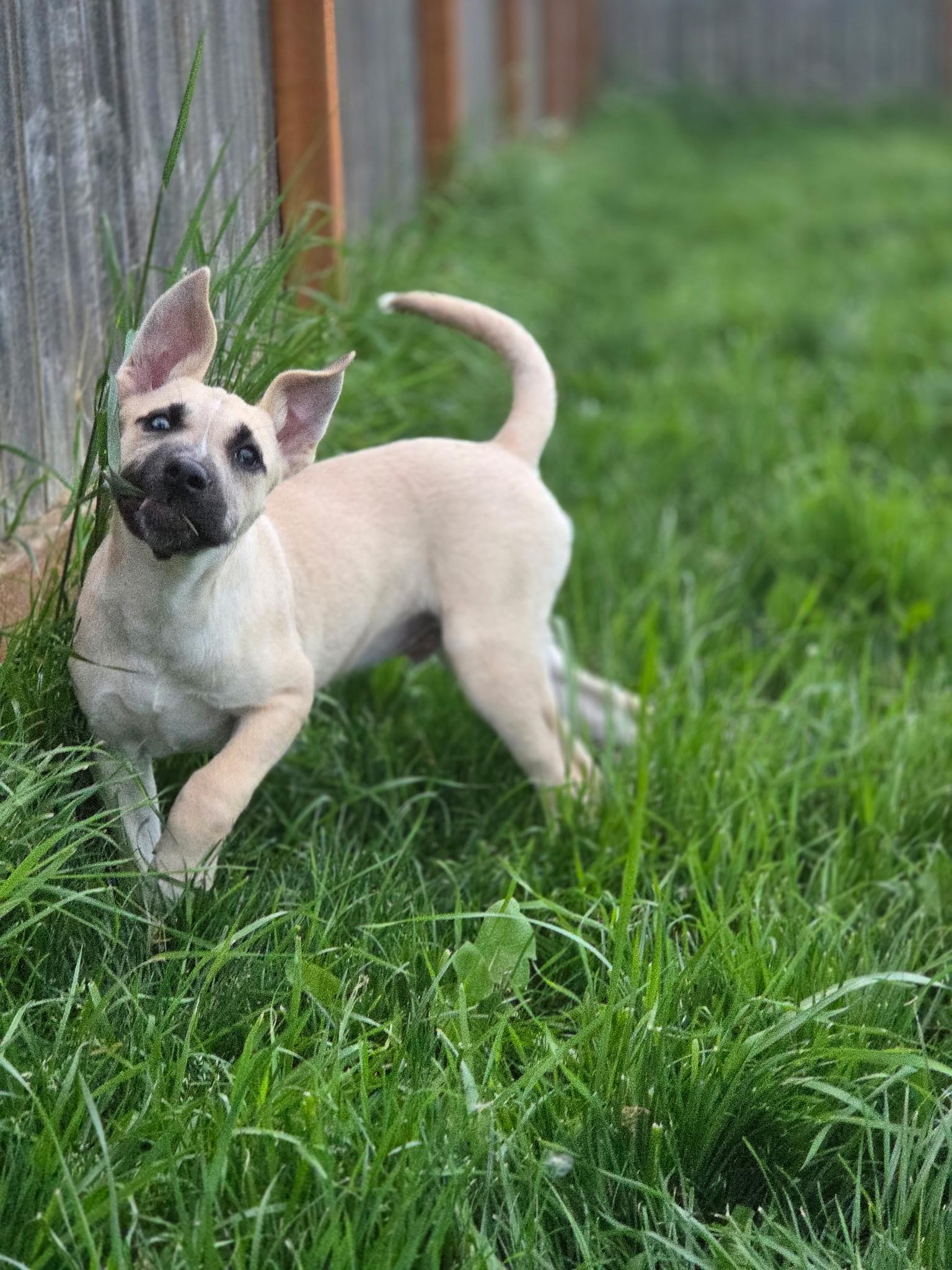 Tony, a ADOPTABLE mixed breed in Port Angeles, WA image 3/4
