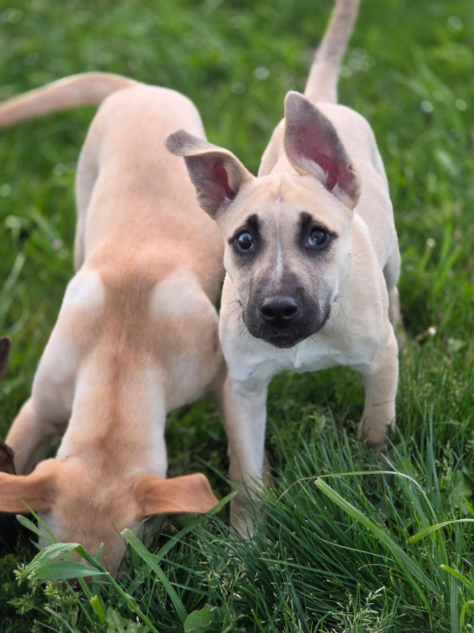 Tony, a ADOPTABLE mixed breed in Port Angeles, WA image 4/4
