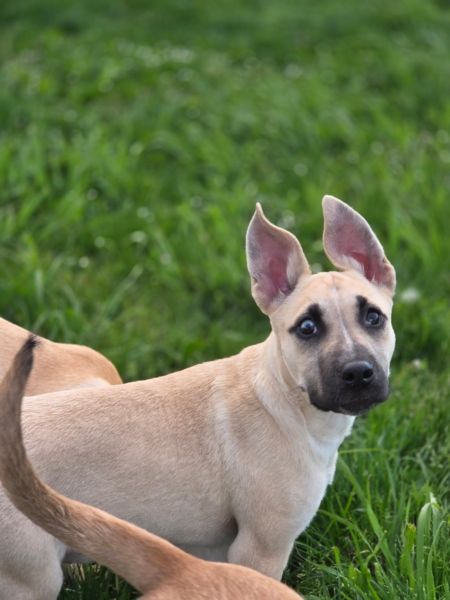 Tony, a ADOPTABLE mixed breed in Port Angeles, WA image 2/4
