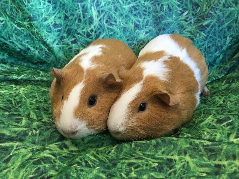 Alina ( Bonded to Alexandria), Adoptable, Young Female Guinea Pig.