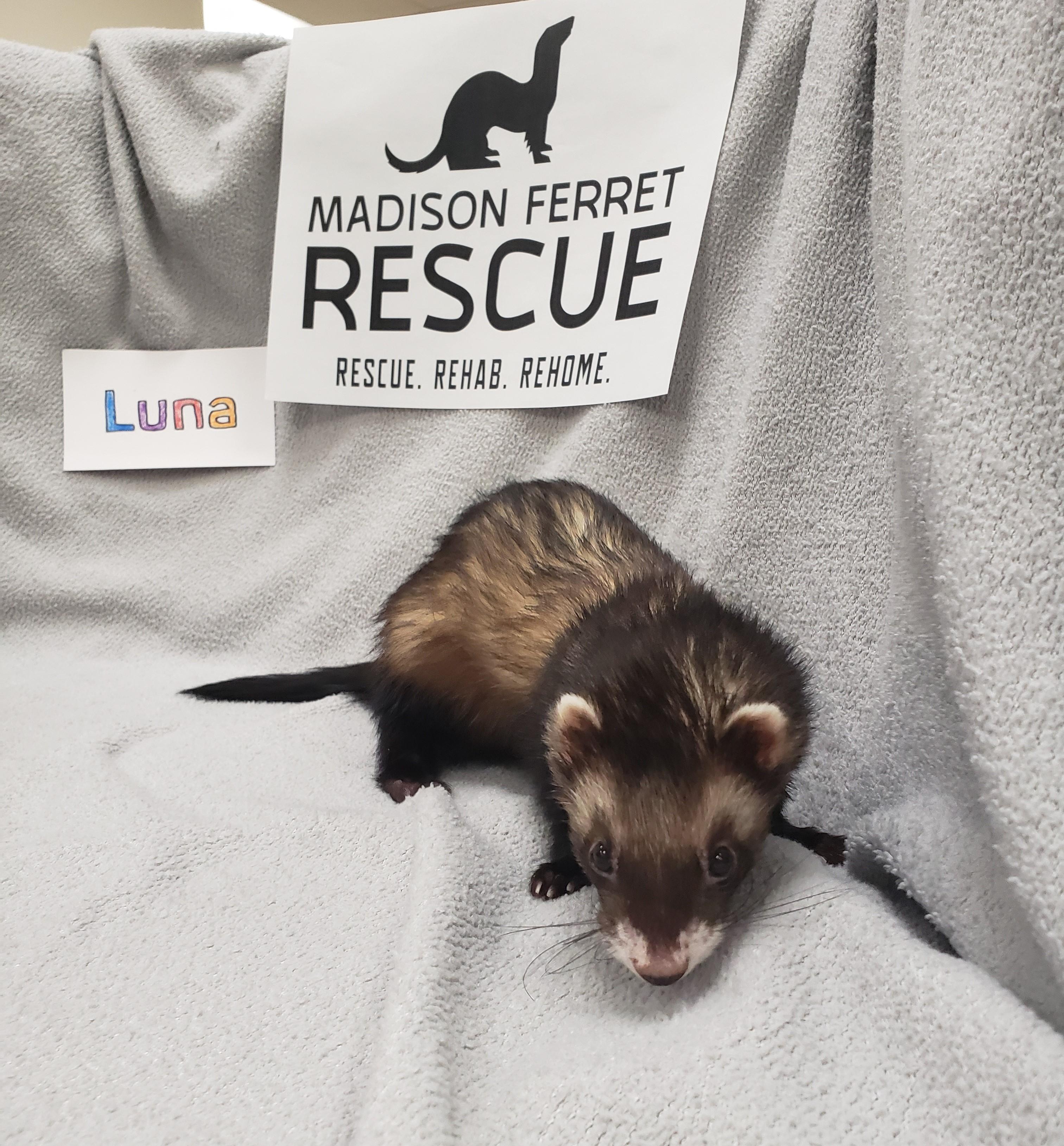 Rudy and Luna, a Adopted Ferret in Madison, WI image 1/4