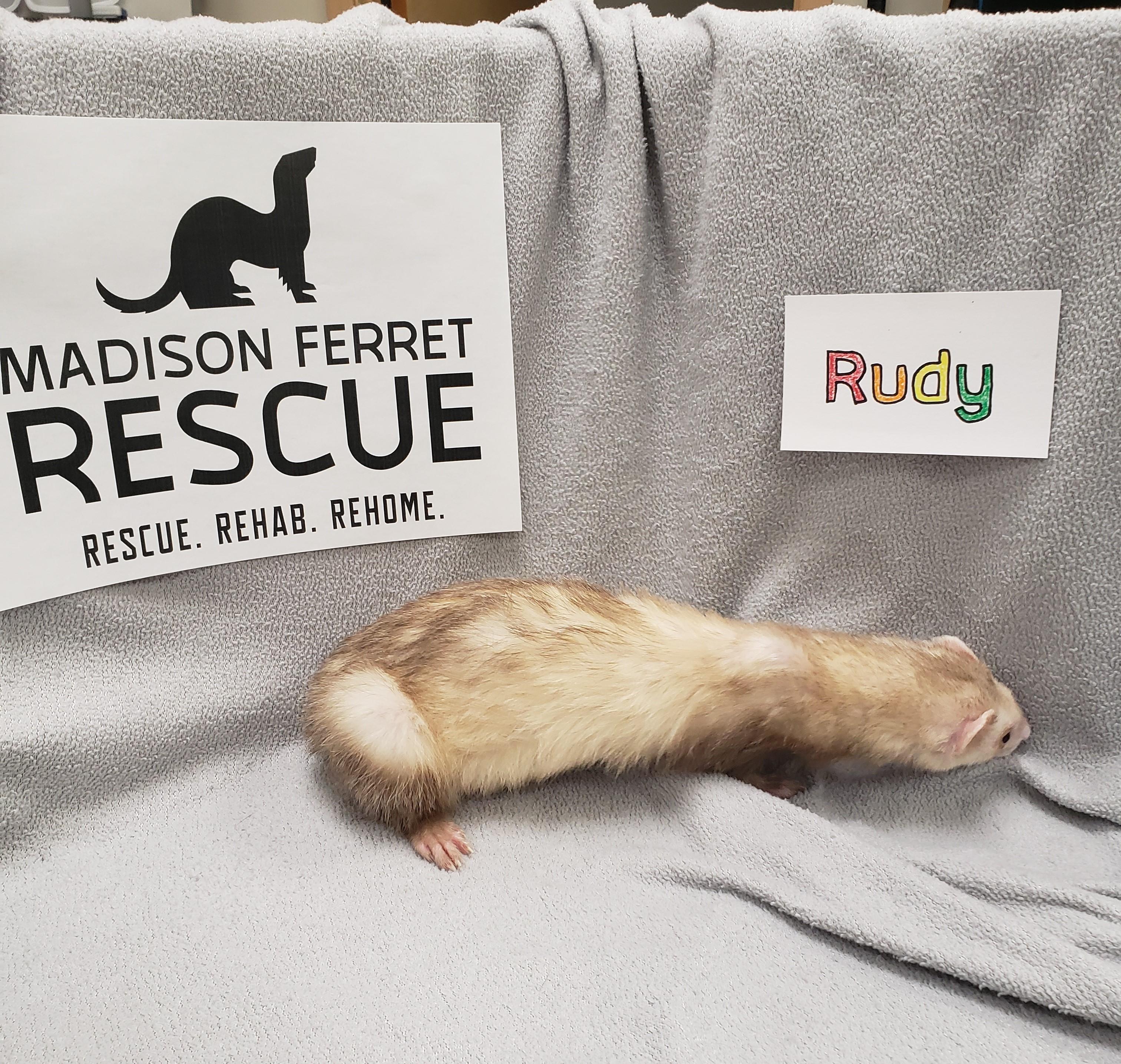 Rudy and Luna, a Adopted Ferret in Madison, WI image 2/4