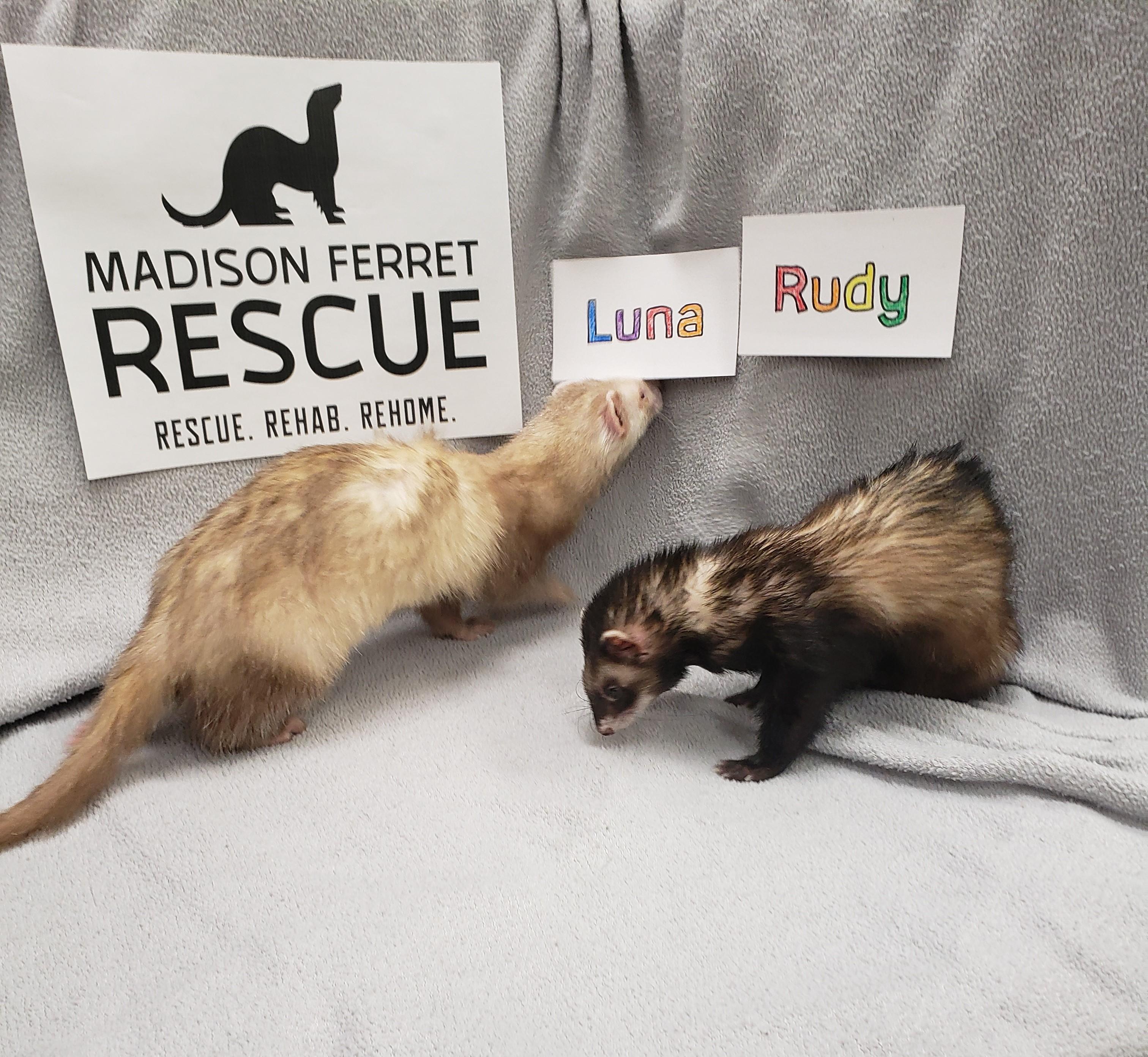 Rudy and Luna, a Adopted Ferret in Madison, WI image 3/4