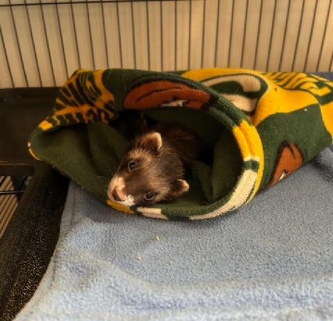 Rudy and Luna, a Adopted Ferret in Madison, WI image 4/4