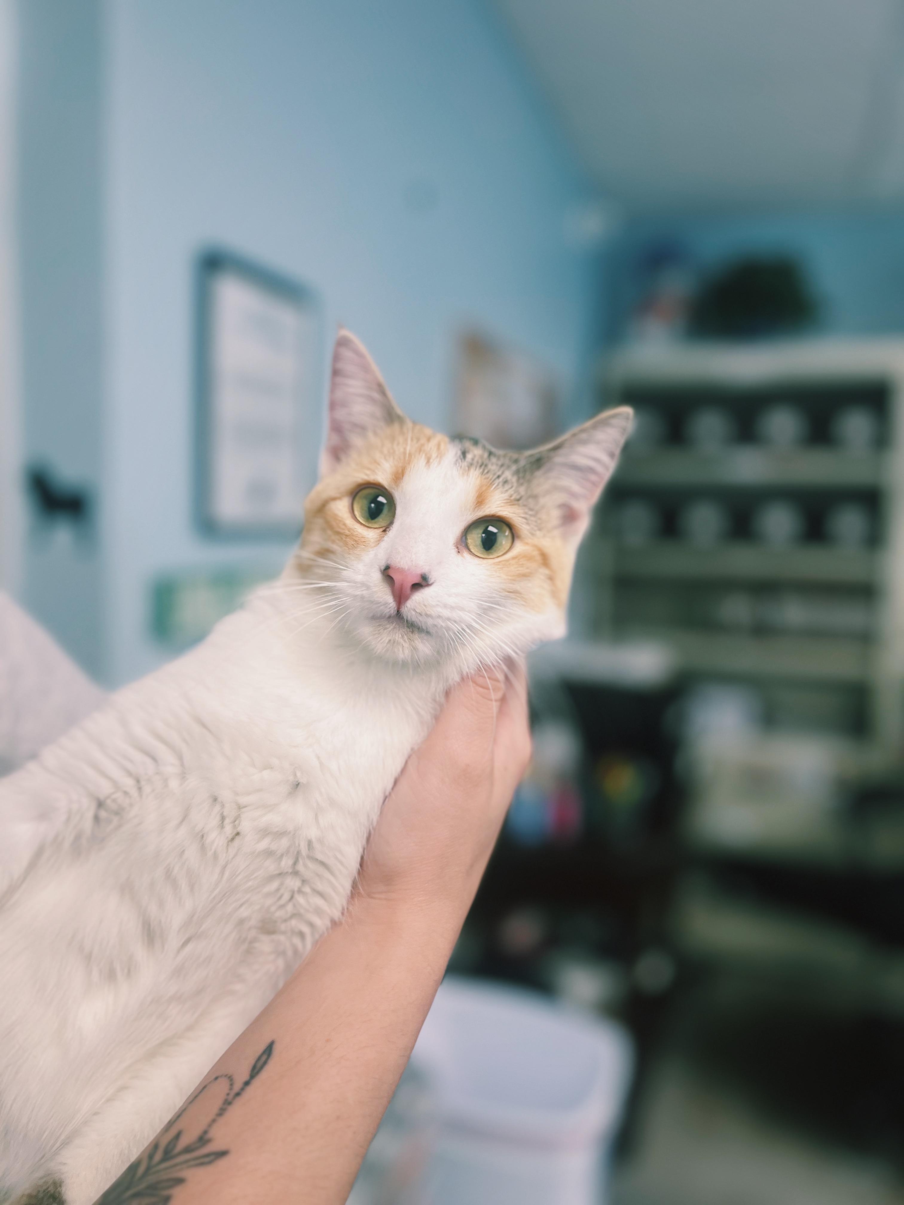 Enlarge Priscilla, a ADOPTABLE Domestic Short Hair in Okmulgee, OK image 1/6