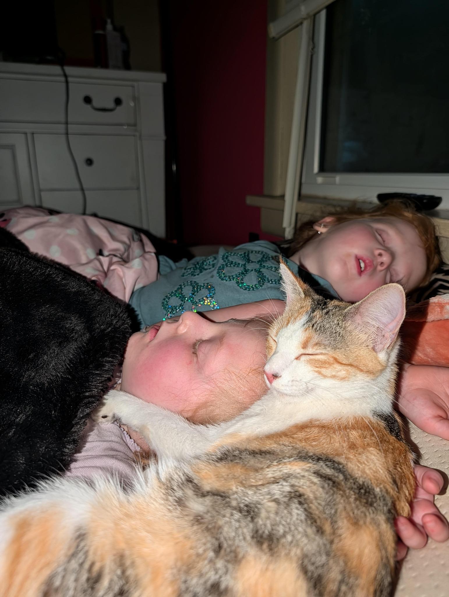 Enlarge Priscilla, a ADOPTABLE Domestic Short Hair in Okmulgee, OK image 2/3