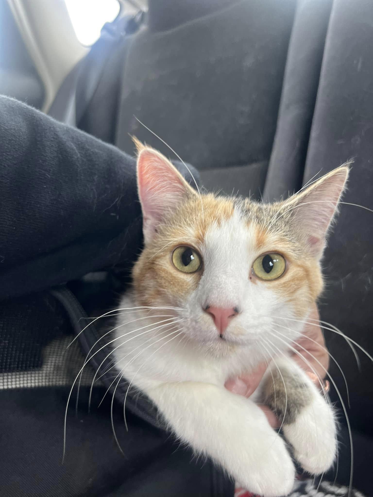 Enlarge Priscilla, a ADOPTABLE Domestic Short Hair in Okmulgee, OK image 3/6