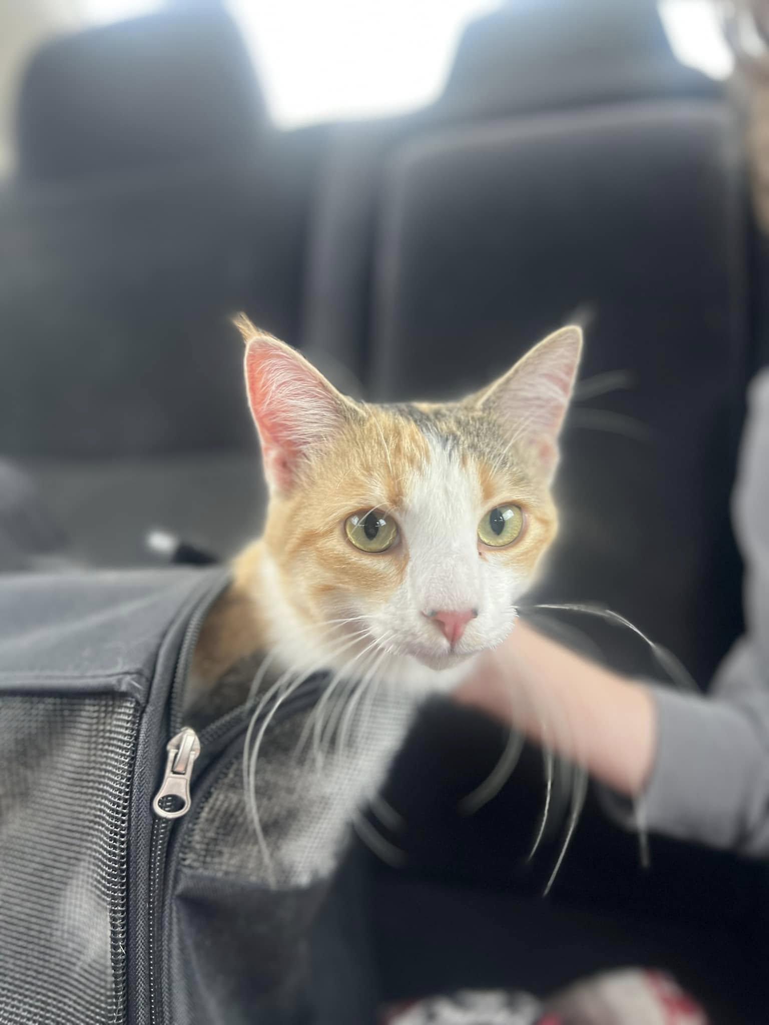 Enlarge Priscilla, a ADOPTABLE Domestic Short Hair in Okmulgee, OK image 6/6