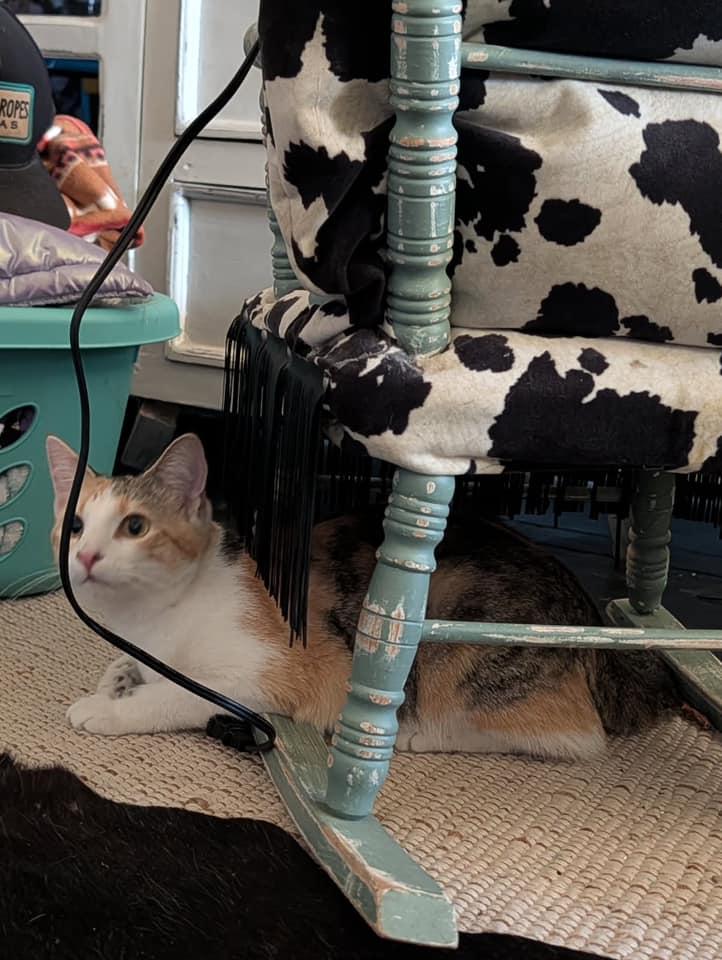 Enlarge Priscilla, a ADOPTABLE Domestic Short Hair in Okmulgee, OK image 3/3