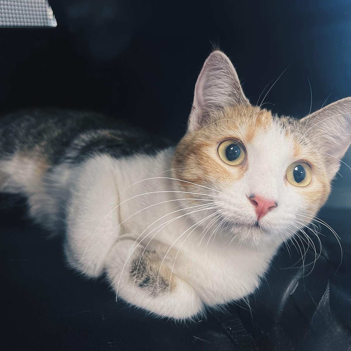 Priscilla, ADOPTABLE, Adult Female Domestic Short Hair.