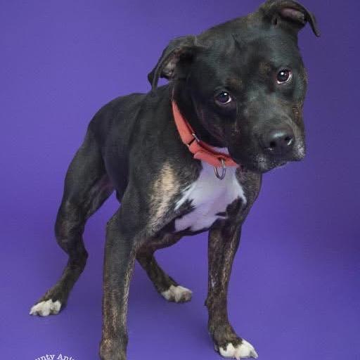 Shaggy, Adoptable, Adult Male Mixed Breed.