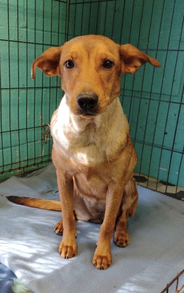 Daisy #225, Adoptable, Puppy Female Retriever.