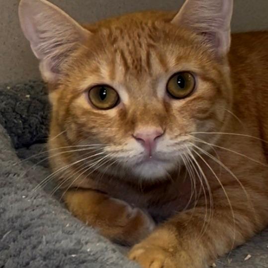 Habanero, a Adoptable Domestic Short Hair in Galveston, TX image 1/4