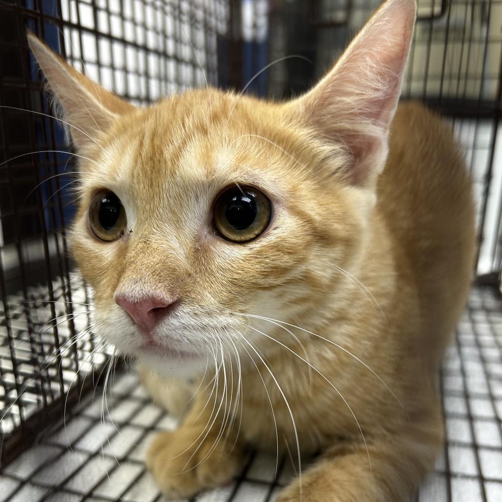 Habanero, a Adoptable Domestic Short Hair in Galveston, TX image 2/4