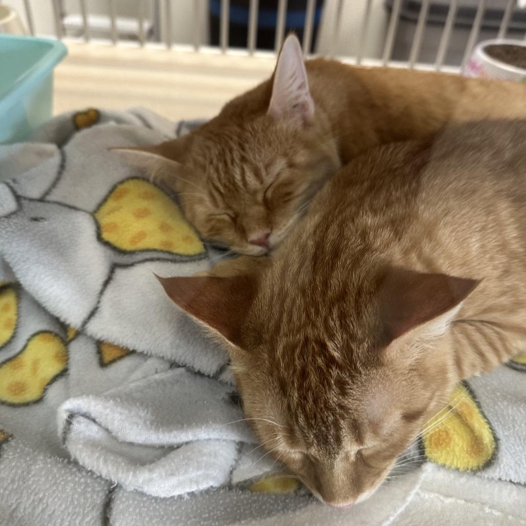 Habanero, a Adoptable Domestic Short Hair in Galveston, TX image 3/4