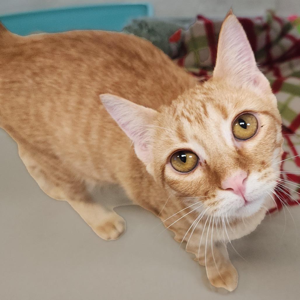 Habanero, a Adoptable Domestic Short Hair in Galveston, TX image 4/4