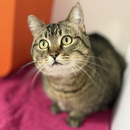 Enlarge Elinor, a Adoptable mixed breed in Gwinn, MI image 1/1