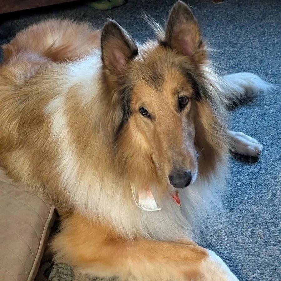 Enlarge Riley adoption pending, a Adoptable Collie in Dublin, OH image 1/1