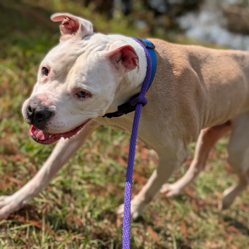 Dr. Stylish 28307, Adoptable, Senior Male Mixed Breed.