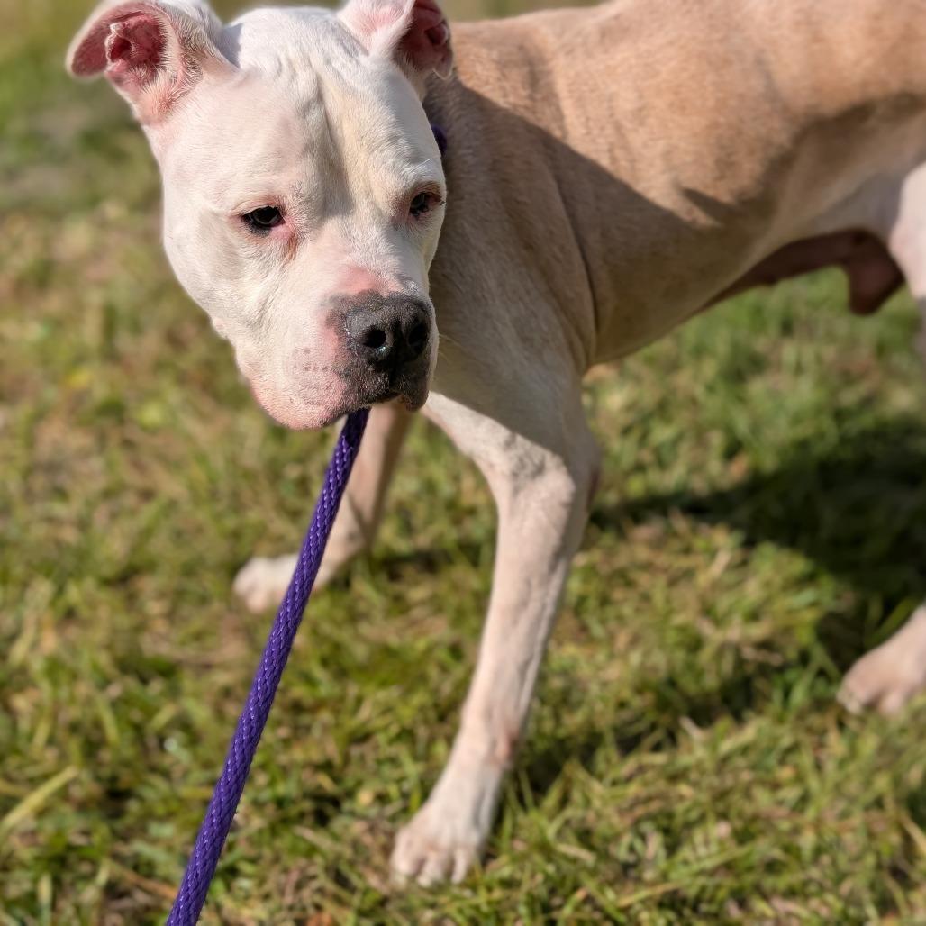 Enlarge Dr. Stylish 28307, a Adoptable Mixed Breed in Middleburg, FL image 3/4