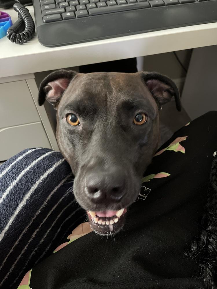 Enlarge Gigi, a Adoptable mixed breed in Orlando, FL image 1/4