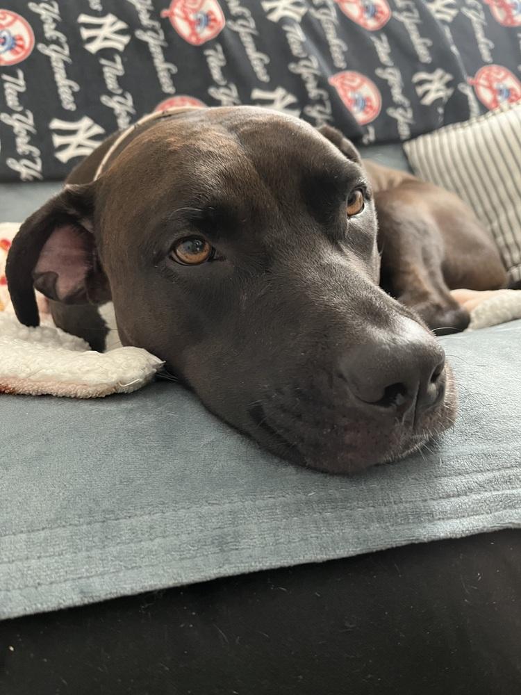 Enlarge Gigi, a Adoptable mixed breed in Orlando, FL image 2/4