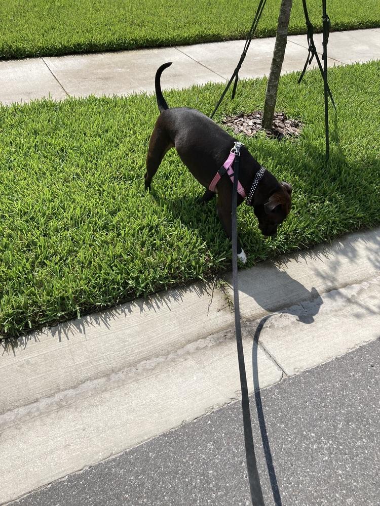 Enlarge Gigi, a Adoptable mixed breed in Orlando, FL image 3/4