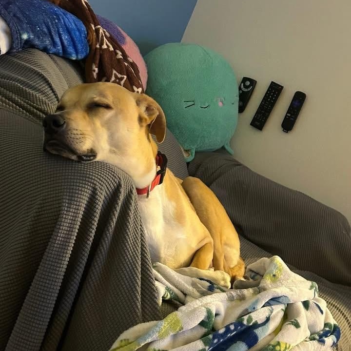 Enlarge Pandora, a ADOPTABLE mixed breed in Des Moines, IA image 4/4