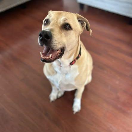 Pandora, ADOPTABLE, Adult Male Labrador Retriever.